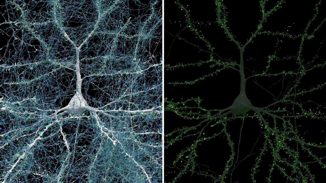Parte do mapa 3D do cérebro mostrando as conexões dos axônios.
