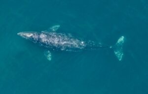 As baleias estão ecolhendo, diz estudo da Universidade de Oregon, nos EUA.