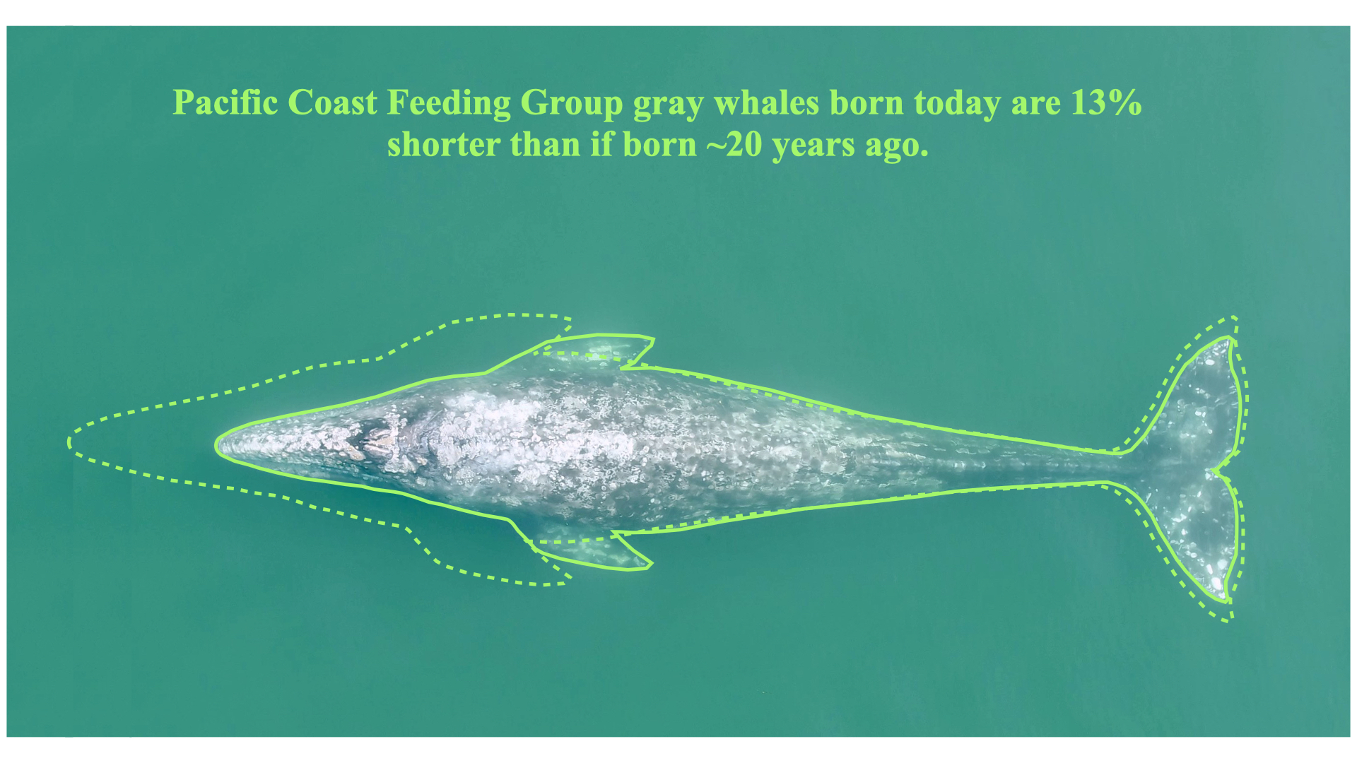 Baleais-cinzentas estão encolhendo desde 2000.