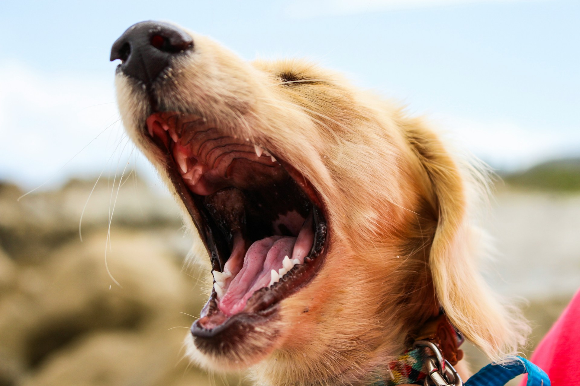 IA consegue decifrar latido dos cães.