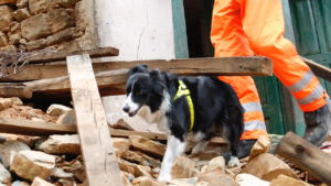 Startup americana afirma que cães conseguem prever terremotos