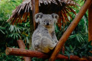 O coala consegue prever se o clima vai mudar para calor