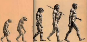 Imagem que representa evolução humana erra sobre teoria de Darwin