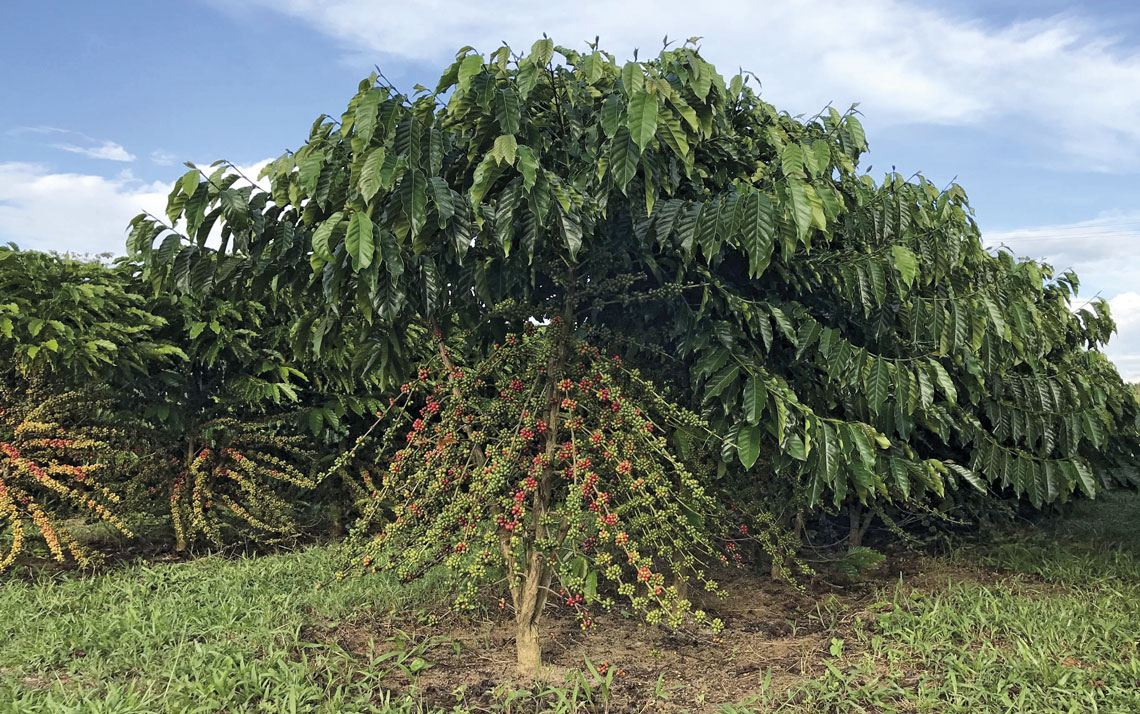 Clima deve induzir mudanças no café produzido no país