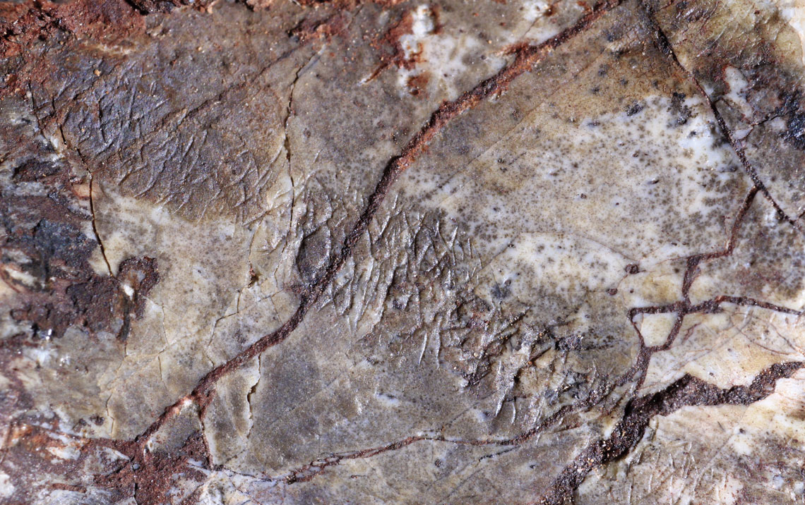 Detalhe de osso fossilizado revela as marcas roídas por insetosLuís Flávio Lopes / UFRGS 