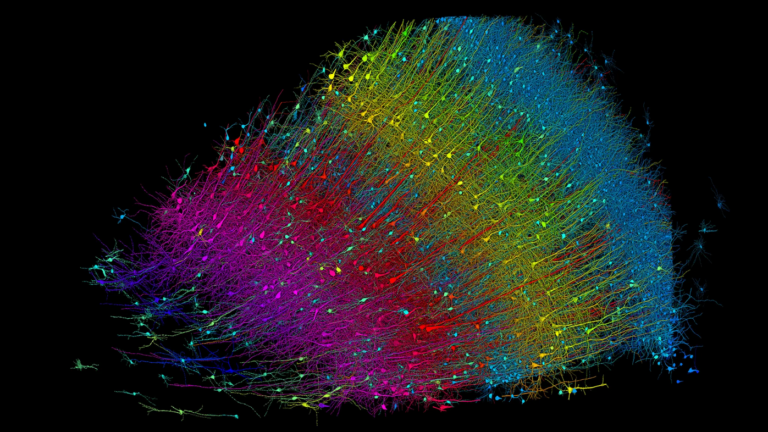 O mapa 3D do cérebro lançado pela Universidade de Harvard em parceria com o Google.