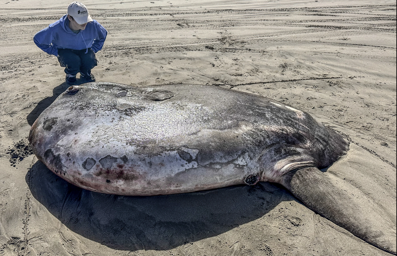 Peixe raro aparece em praia dos EUA