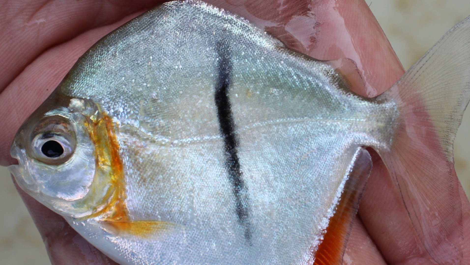 Piranha vegetariana descoberta na Amazônia