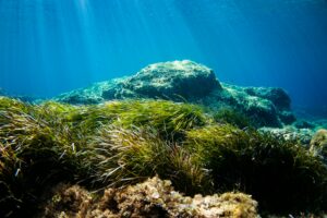 Cientistas descobrem planta marinha mais antiga do mundo, com 1.400 anos.
