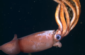 Robô submarino descobre nova espécie de lula chocando ovos no fundo do mar