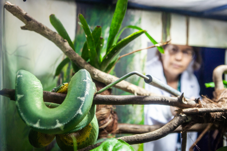 Pesquisadoras do Butantan comprovam pela primeira vez que serpente amazônica se alimenta de aves