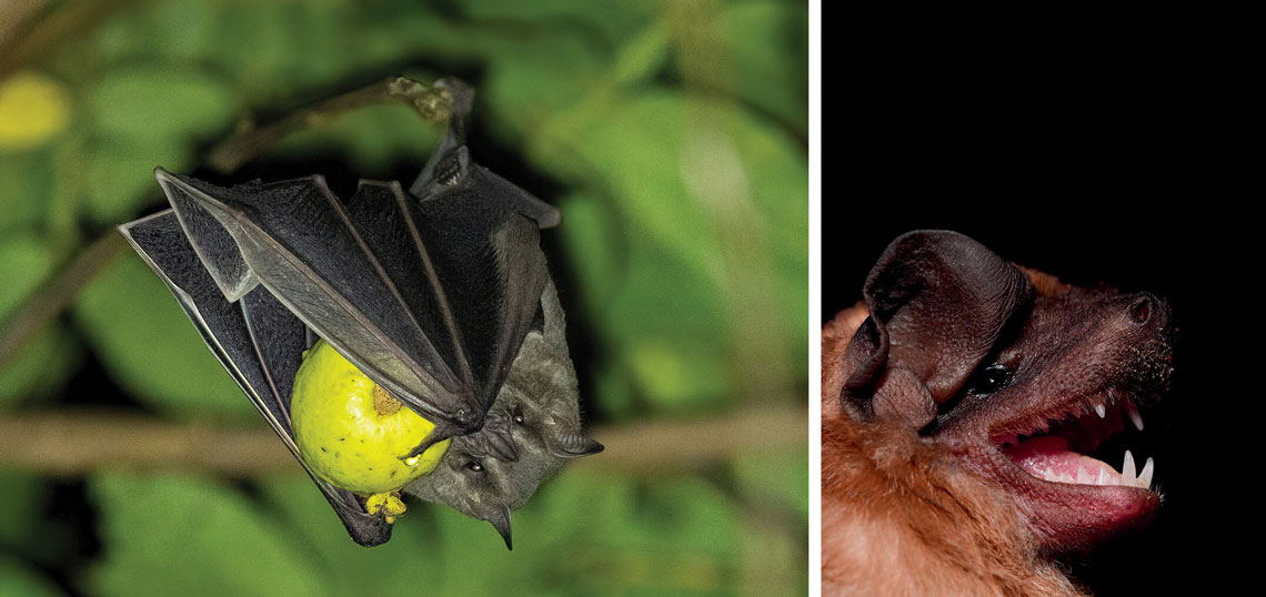 Morcegos Artibeus planirostris (à esq.) e Molossus molossus são algumas das espécies que morreram em um complexo eólico de João Câmara (RN)