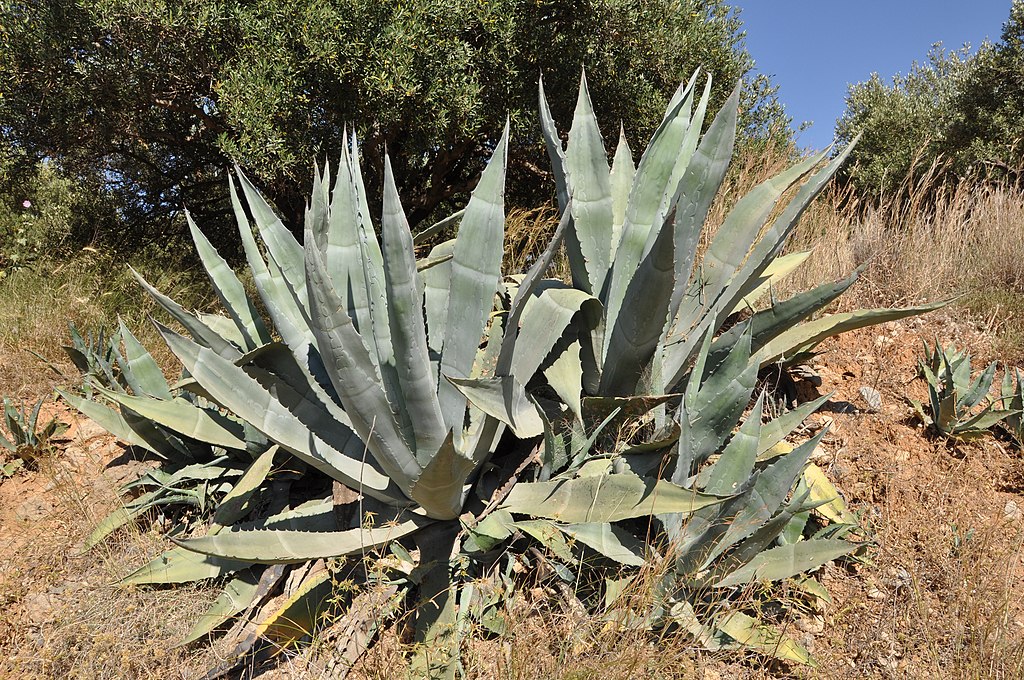 Levedura geneticamente modificada permite converter agave em etanol