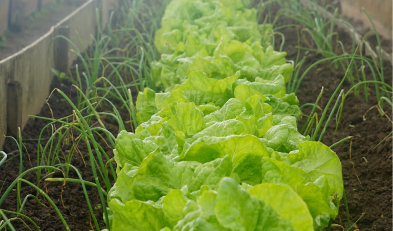 Cientistas chineses criaram a alface "Zhongsheng No. 1", uma cultivar com alto teor de vitamina C