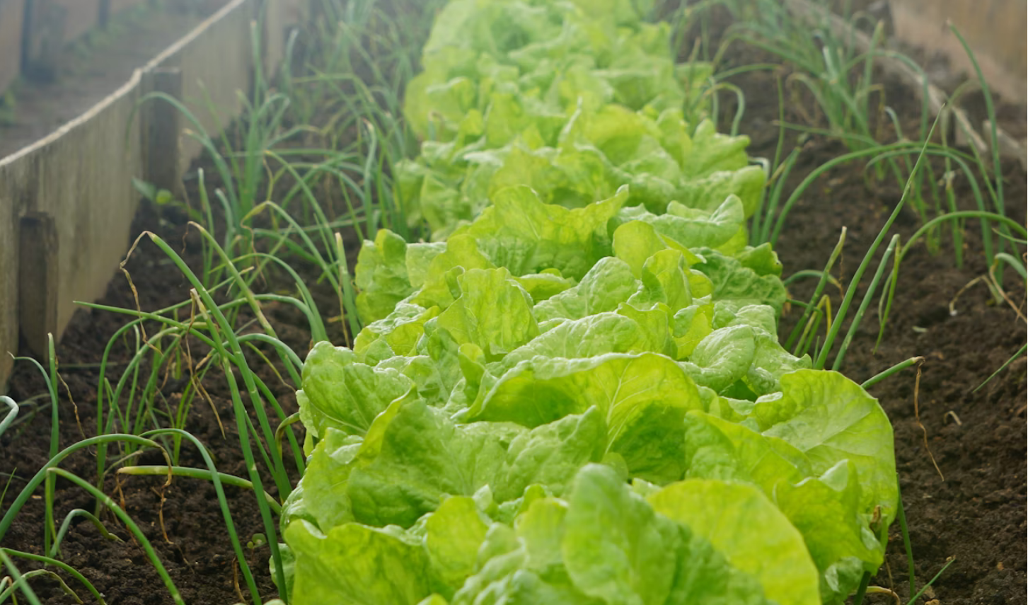 Cientistas chineses criaram a alface "Zhongsheng No. 1", uma cultivar com alto teor de vitamina C