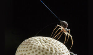 Não é pássaro, nem avião: são aranhas voadoras! Conheça o fenômeno do balonismo na natureza