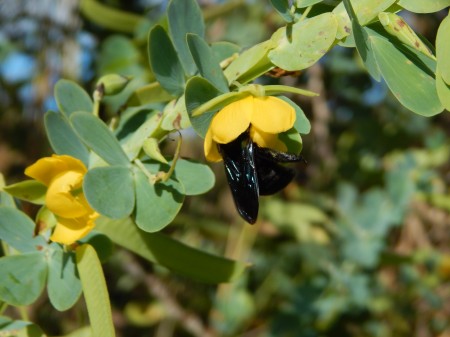 Fêmeas de mamangava visitando uma flor de chamaecrista no campo. Inseto vibra as partes internas da flor para extrair os grãos de pólen ricos em proteínas, que são levados para suas larvas no ninho (foto: Anselmo Nogueira)