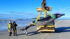 baleia mais rara do mundo aparece morta em praia da Nova Zelândia