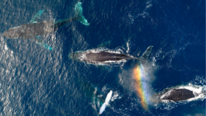 Segundo estudo, baleias ficaram mais felizes durante a pandemia de Covid