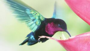 Furacão Maria de 2017 dizimou 75% da população de beija-flor que poliniza flores no Caribe