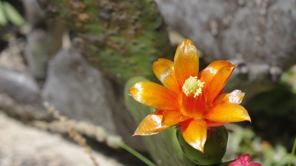 Mudanças climáticas podem diminuir presença de cactos comestíveis na Caatinga, aponta estudo