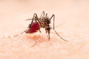 Entenda por que o risco de desenvolver dengue grave aumenta quando você é infectado pela segunda vez