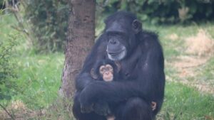 Estudo revela que chimpanzés possuem a capacidade de fala
