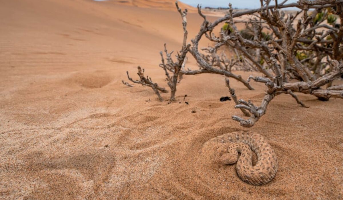 Uma cobra se camufla na areia 