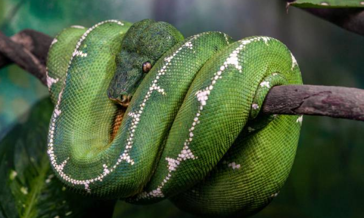 Como as cobras dormem com os olhos abertos?