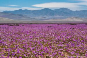 flores deserto atacama