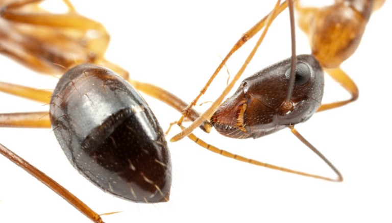 Estudo mostra que formigas fazem amputações de maneira consciente