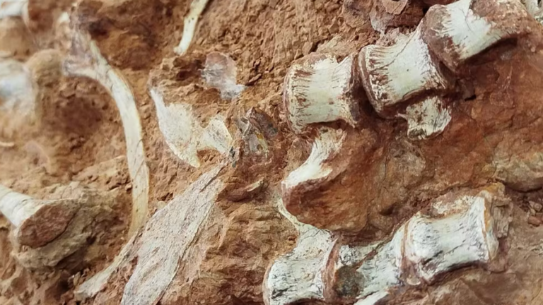 fóssil de dinossauro encontrado no RS