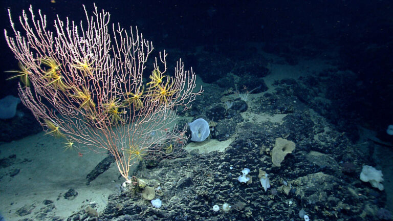 Cientistas descobrem fonte de oxigênio no fundo do Oceano Pacífico