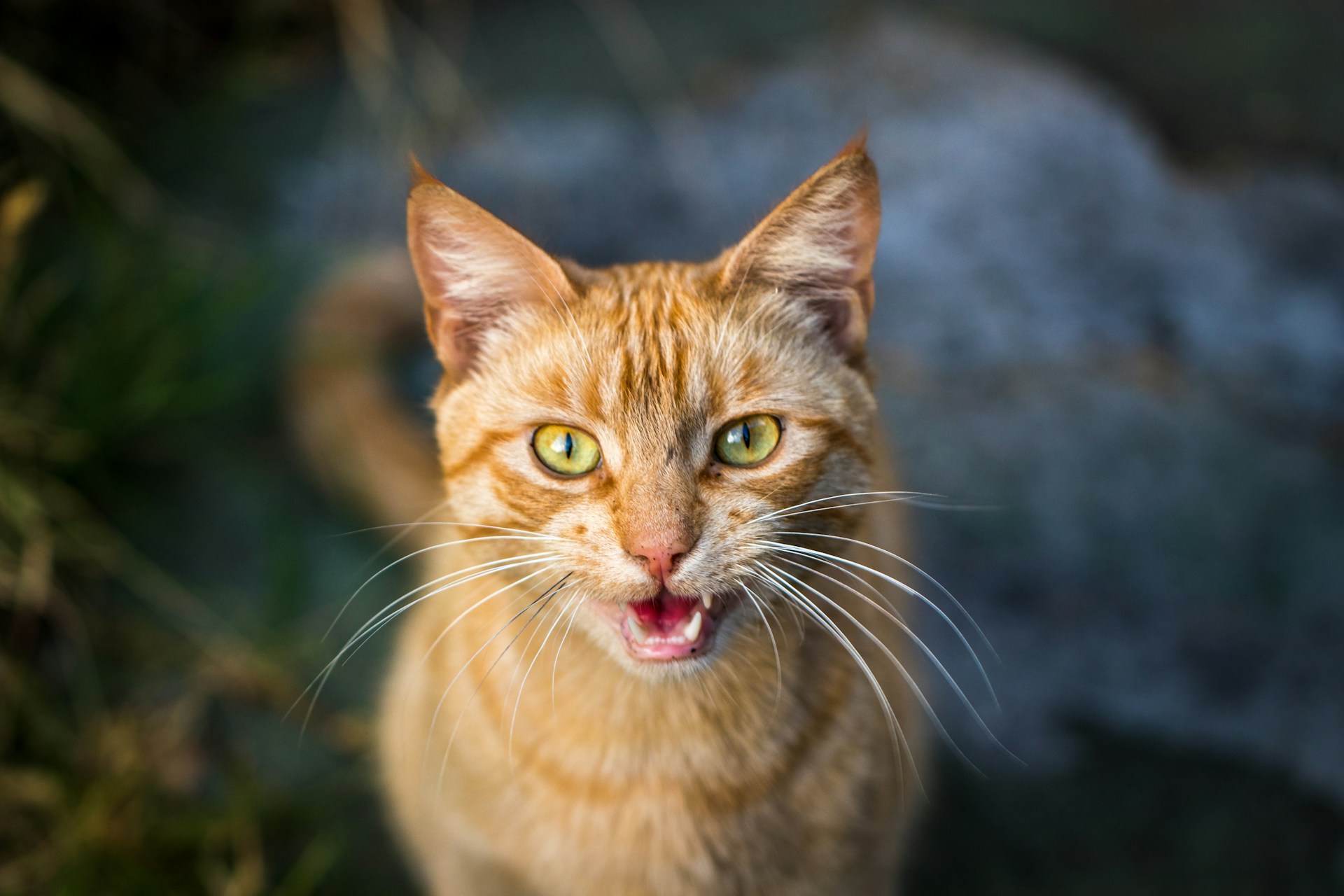 Gatos miam com maior frequência para humanos, segundo a ciência