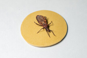 Doença de Chagas: como é transmitida, como deve ser tratada e o que fazer para evitar