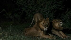 Os leões quebraram o recorde de travessia a nado em águas cheias de predadores