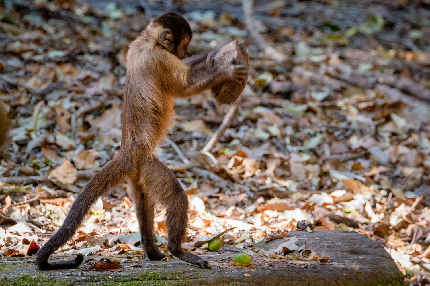 Comparação mostra diferença na eficiência da quebra de cocos com ferramentas entre macacos