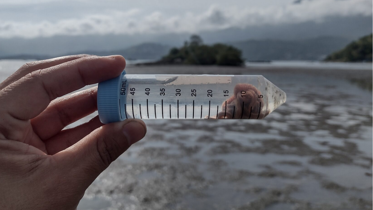 A minhoca do mar descoberta no litoral do Brasil