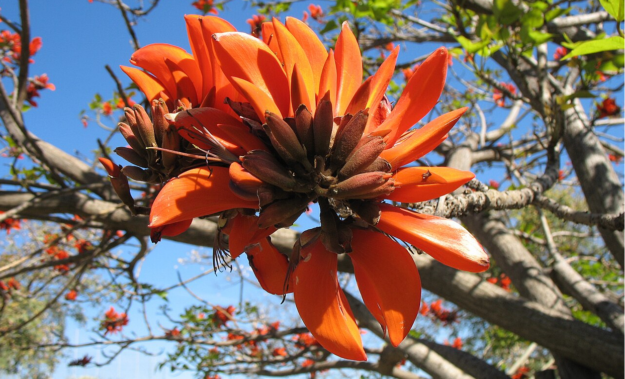 Cientistas decidiram eliminar termos racistas em nomes científicos de plantas