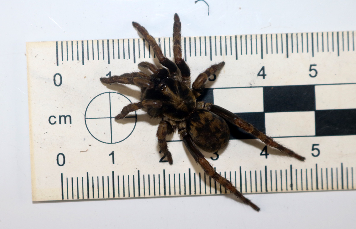 Aranha de alçapão (Neodiplothele) caçada pelo grupo de macacos.