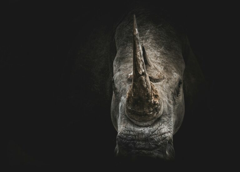 Cientistas sul-africanos estão implantando chips radioativos em chifres de rinocerontes.