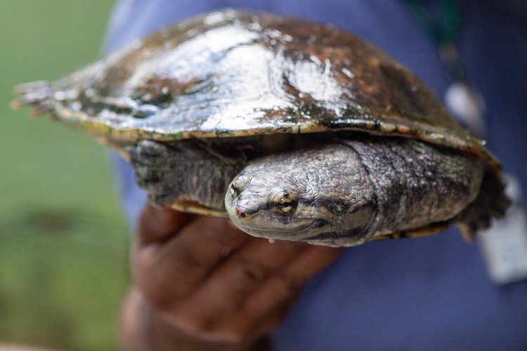  Os cágados dobram o pescoço lateralmente