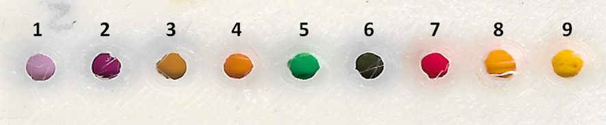 Biofilmes coloridos, do tamanho de botões, no formato testado pelos pesquisadores – Foto: Reprodução/IQSC-USP