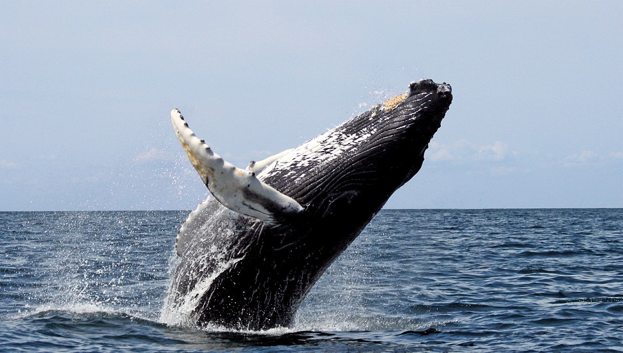 Olimpíadas do reino animal: conheça os grandes (e pequenos) campeões do Time Brasil da natureza