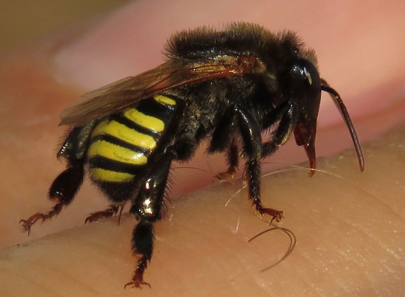  Abelha da espécie Melipona quadrifasciata, popularmente conhecida como mandaçaia (foto: Rich Hoyer)