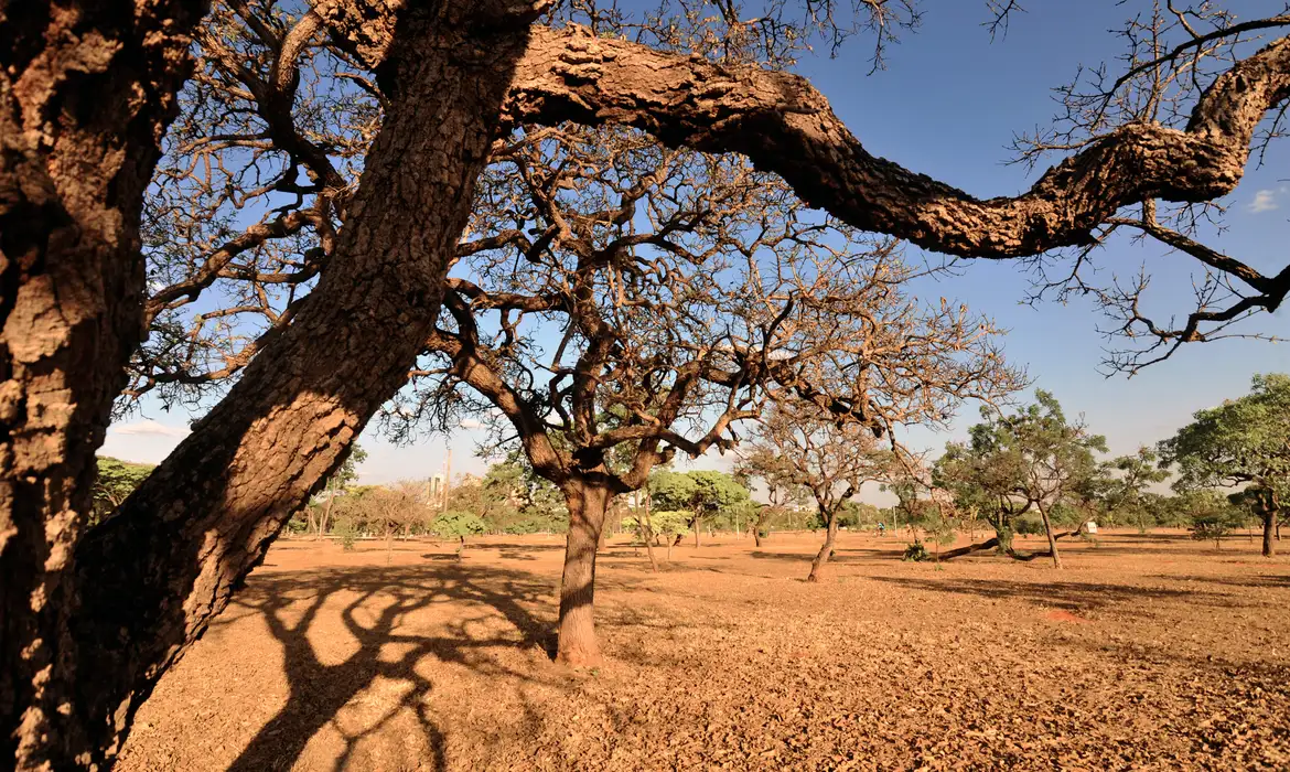 Desertificação na Caatinga reduz em mais de 50% a funcionalidade do solo