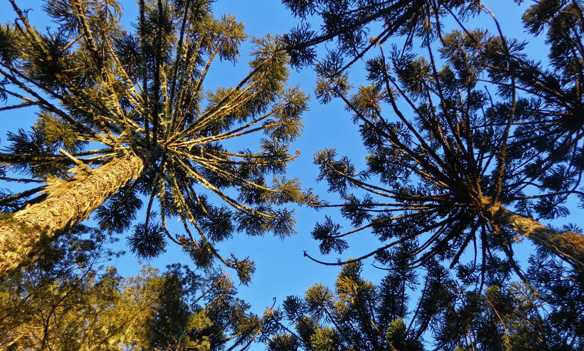 Araucárias agora precisam competir com plantas de altitudes mais baixas que migram para o alto