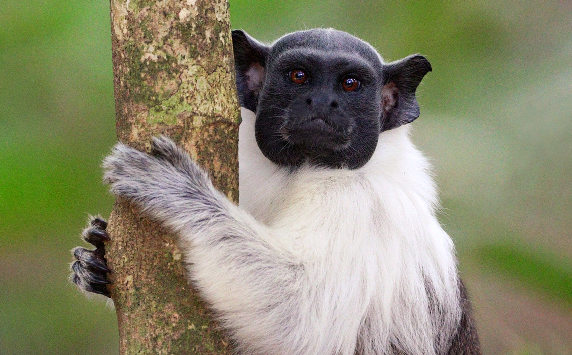 Quase 2.500 espécies de animais e plantas em risco de extinção no Brasil