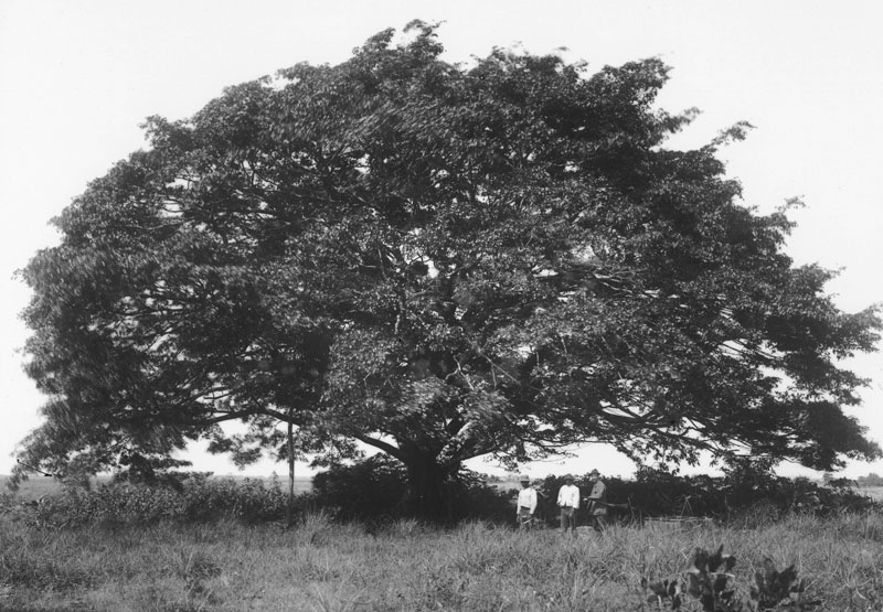 Ilha de Marajó em 1896: uma das fotos de Jacques Huber da coleção do Museu GoeldiMuseu Paraense Emílio Goeldi