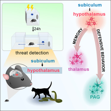 Resumo gráfico da pesquisa (crédito: Juliette M.A. Viellard et al./Current Biology)